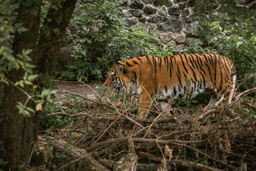 Big tiger walking nervous among the green trees in a zoo. Big wild cat in captivity
