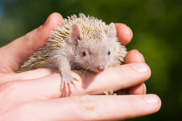 Albino Southern African hedgehog