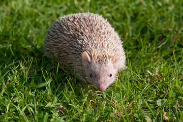 Albino Southern African hedgehog