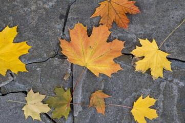 Yellow and orange autumn maple leaves on the road. Colorful autumn palette. Perfect look for seasonal design with copy space.
