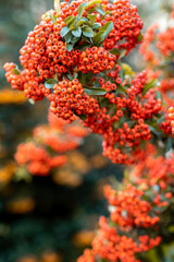 Selective focus to red rowan berries growing on a tree branches with yellow leaves on blue sky background. Colors of autumn nature, medicinal berries of mountain-ash