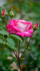 folha, planta, verde, árvore, branco, galho, natureza, flor, fresco, primavera, natural, erva, crescimento, alimento, flora