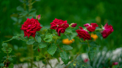 folha, planta, verde, árvore, branco, galho, natureza, flor, fresco, primavera, natural, erva, crescimento, alimento, flora