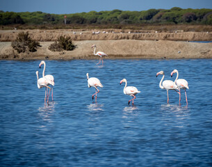 Aves en marismas y humedales