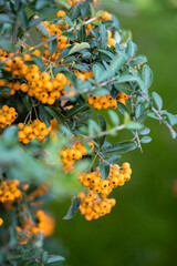 Selective focus to red rowan berries growing on a tree branches with yellow leaves on blue sky background. Colors of autumn nature, medicinal berries of mountain-ash