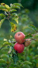 folha, planta, verde, árvore, branco, galho, natureza, flor, fresco, primavera, natural, erva, crescimento, alimento, flora