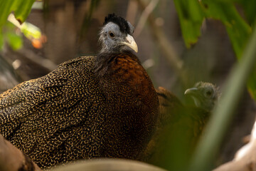 argus pheasant sits in green foliage