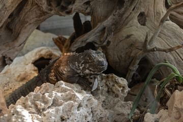 Iguana sits on a stone among rocks and logs