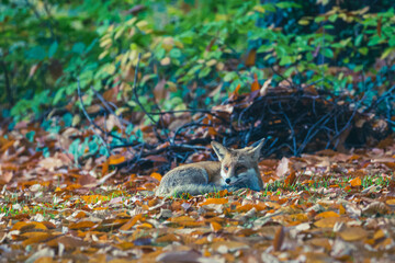 Rotfüchse im Herbst