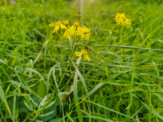 Close-up of yellow flowers of the Jacobaea erucifolia (or Senecio jacobaea) in summer.