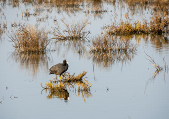 Aves en marismas y humedales