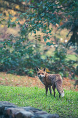 Rotfüchse im Herbst