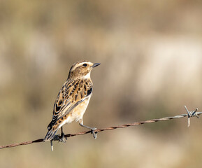Aves en marismas y humedales