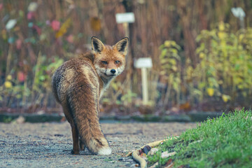 Rotfüchse im Herbst