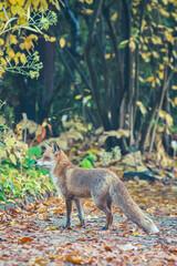 Rotfüchse im Herbst