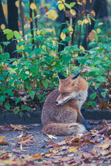 Rotfüchse im Herbst