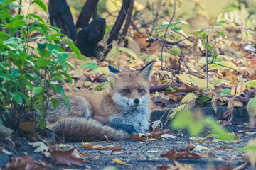 Rotfüchse im Herbst