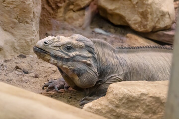 Iguana adult among rocks