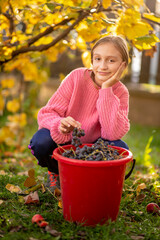 Iittle girl picking grape on wine harvesting