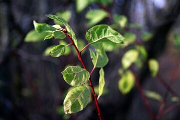 close up of leaves