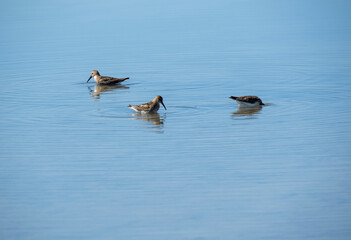 Aves en marismas y humedales