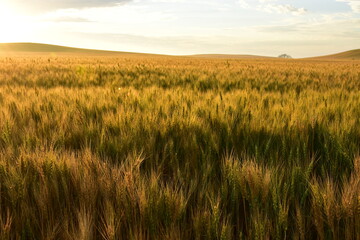 Ripening wheat field just after sunrise in Western North Dakota.