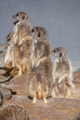 A group of meerkats stand on their hind legs and look in one direction against a gray wall in a zoo