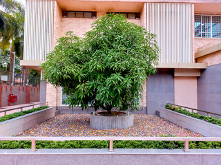 tree in-between colorful multi-colored pebbles