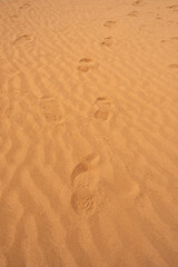 Fototapeta na wymiar Footprints in dry sand dunes in sahara desert, morocco after storm in summer