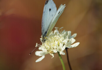 Biały motyl siedzący na kwiecie, tło jesienne brązowe. - obrazy, fototapety, plakaty