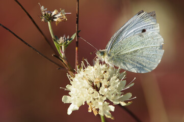 Biały motyl siedzący na kwiecie, tło jesienne brązowe. - obrazy, fototapety, plakaty
