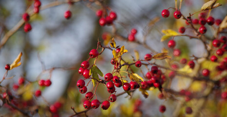 Czerwone owoce na jesiennym drzewie, tło naturalne jesienne. - obrazy, fototapety, plakaty