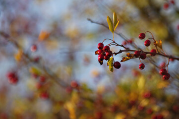 Czerwone owoce na jesiennym drzewie, tło naturalne jesienne.