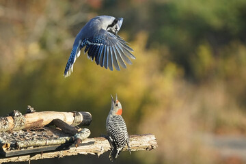 Blue Jay being ejected by Red Bellied Female Woodpecker on bird feeder on fall day