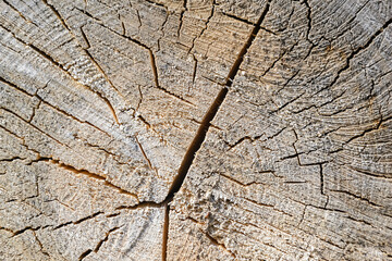 wood cut texture