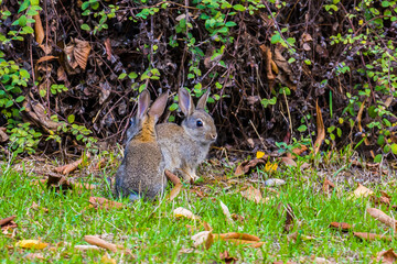 Two cute young rabbits at green bush