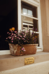 Pflanzenkübel auf der Fensterbank