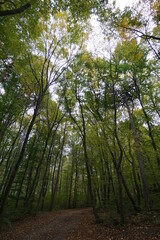 Wonderful and idyllic hiking trail in the forest near moedling. Town and forest are located near vienna. holiday concept.