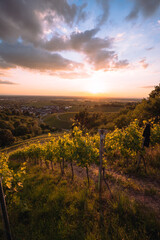 Sonnenuntergang mit Weinreben in Deutschland