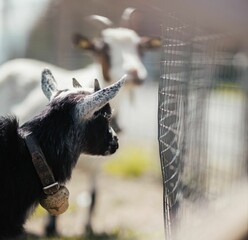 Selective shot of a black goat with horns and a cowbell  in Niederau, Wildschonau Austria