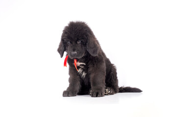 12 week old Newfoundland puppy sitting on white background for copy