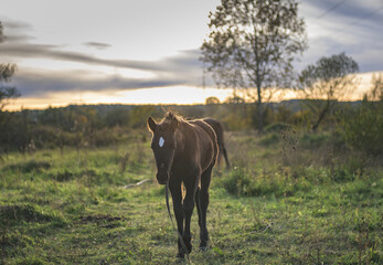 Small horse (foal) on the meadows, at sunset, on an autumn day. Horses used for agricultural work.