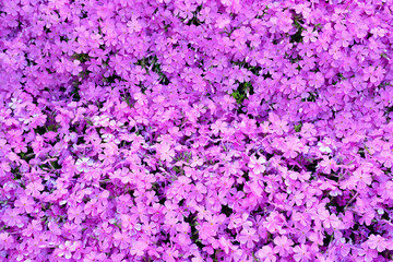 満開の綺麗な芝桜 春の北海道
