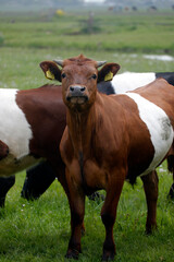 Lakenvelder cattle on a farmland, The Netherlands