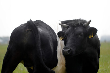 Obraz na płótnie Canvas A cow on a farm