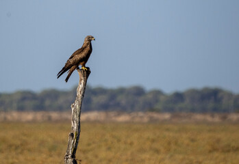 Aves en las marismas y humedales