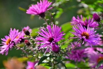 Obraz premium flowers in the garden