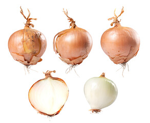 Ripe onion whole and cross section on isolated background