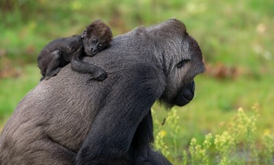 Beautiful shot of a young gorilla on her mother's back © Wil Reijnders/Wirestock Creators