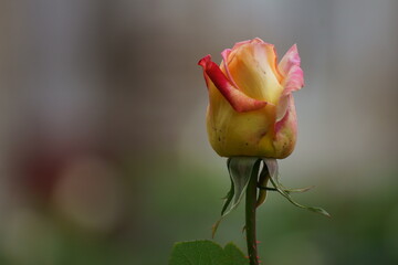 single yellow rose